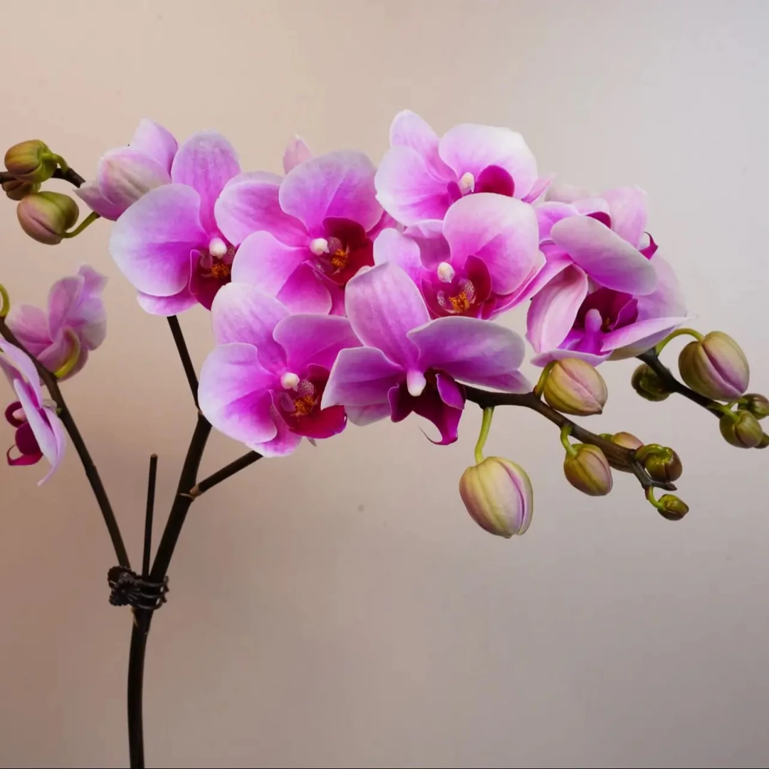 明兰花卉 蝴蝶兰【绝代双骄】3.5寸 带花带花苞开花株发货