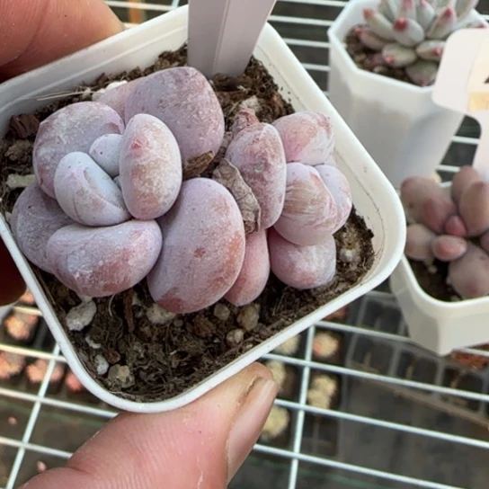 11粉兔石化一物一拍多肉