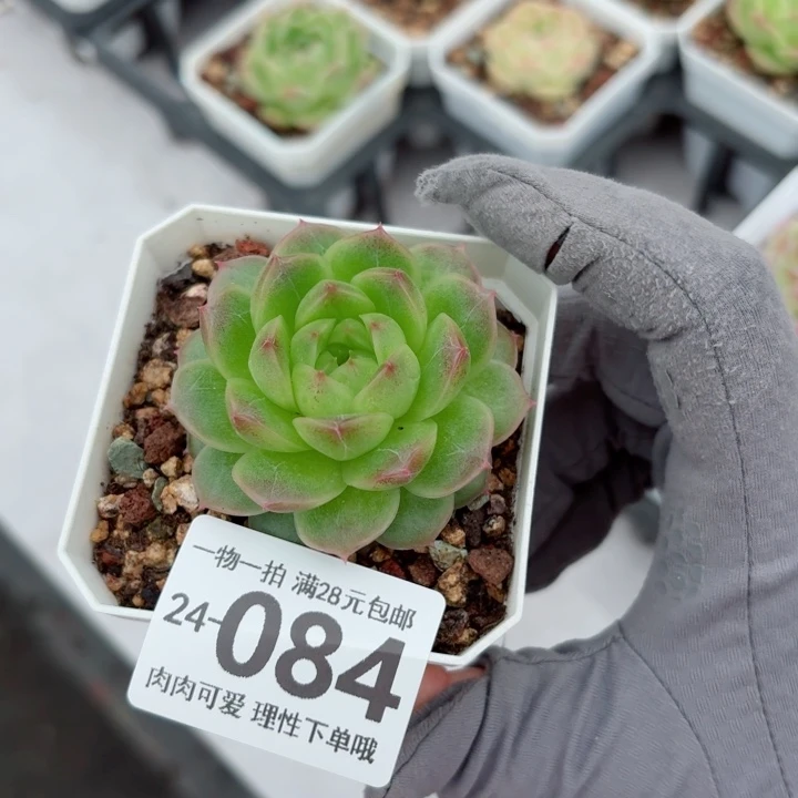 阿祖多肉无盆土发货无