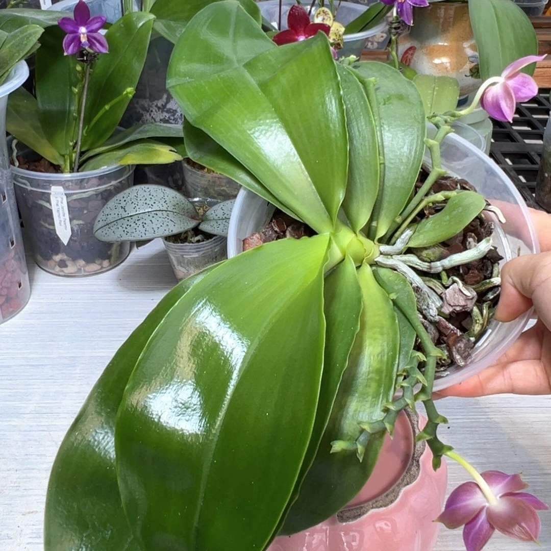 真***活大部分开放少量花苞