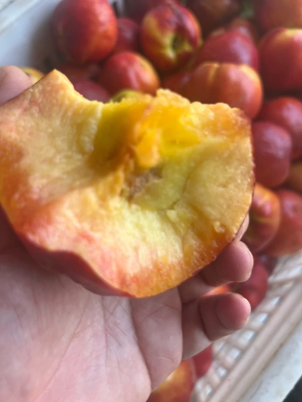 大连本地黄油桃水果酸甜口黄心孕妇水果