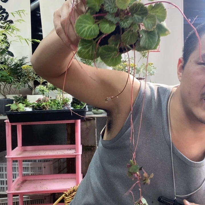 晓***^以实际为准盆景绿植盆栽