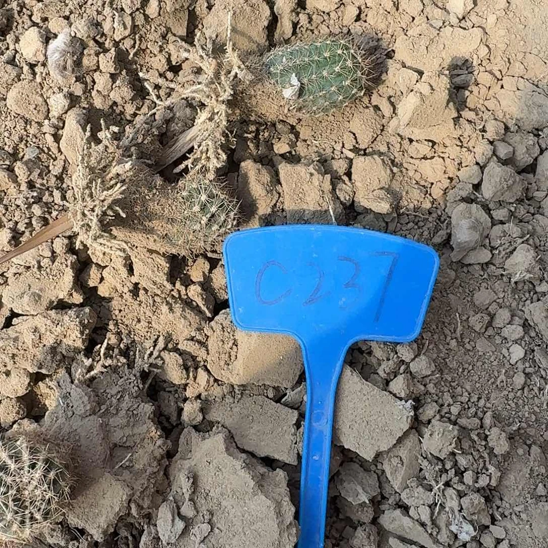 希***爷C237,Cc230一堆瑕疵歪头