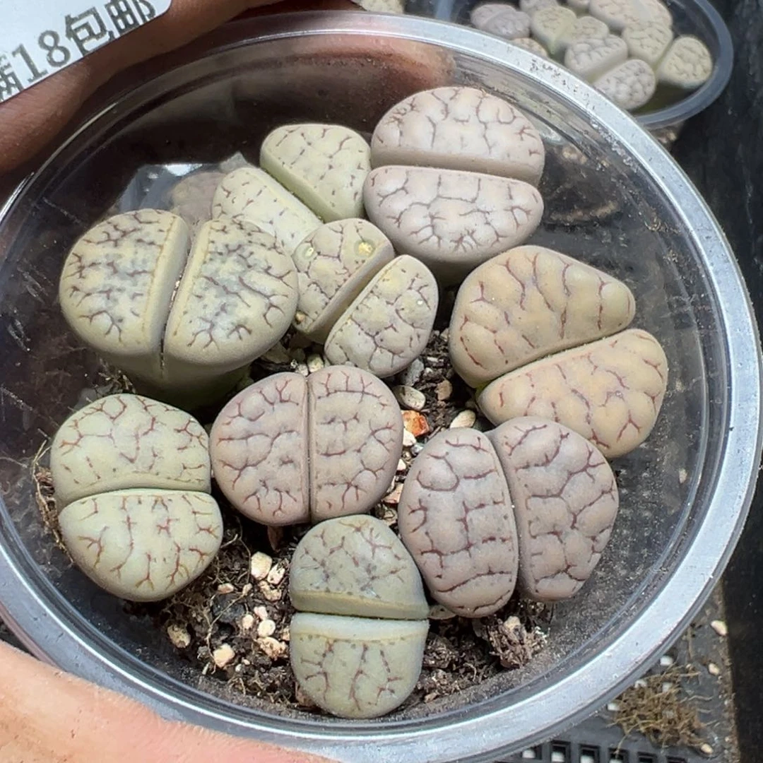【闪购商品】 1095。