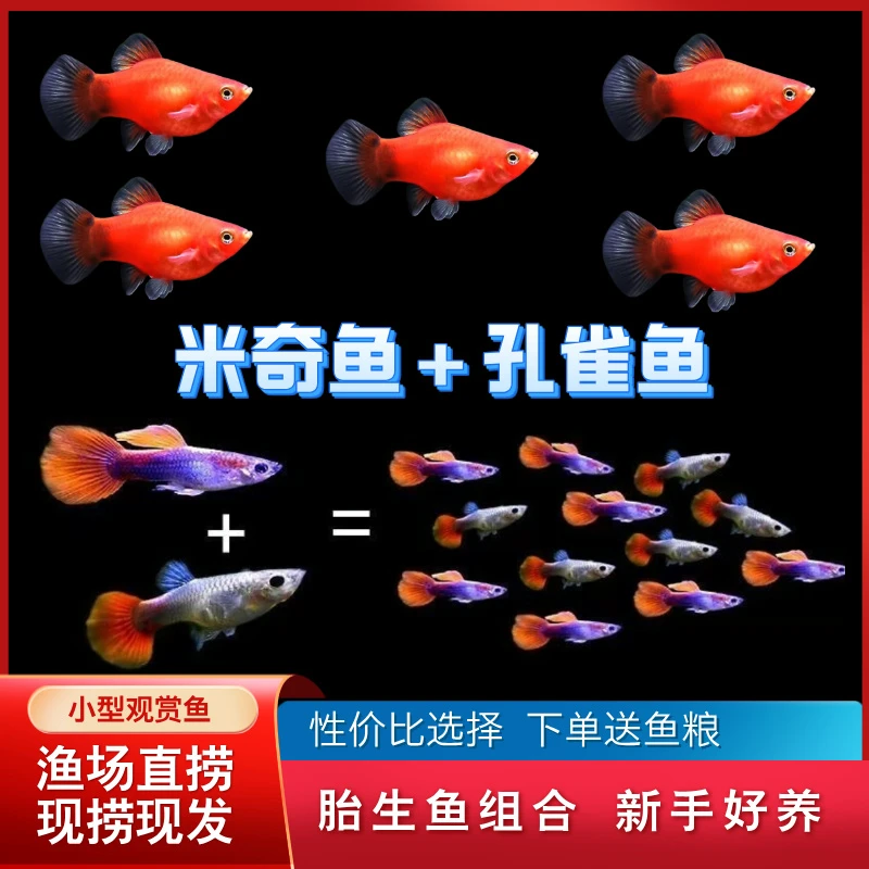 【混养推荐】米奇鱼搭配孔雀鱼胎生鱼混养套餐新手好养耐活