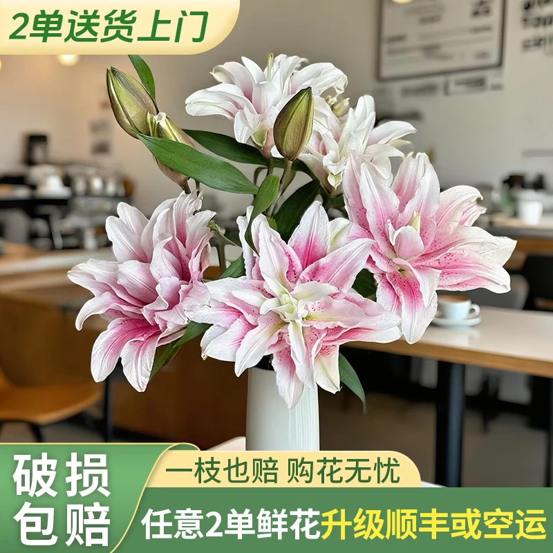 【源头优选】伊莎贝拉树重瓣百合任意两单升级快递发货后不支持退款