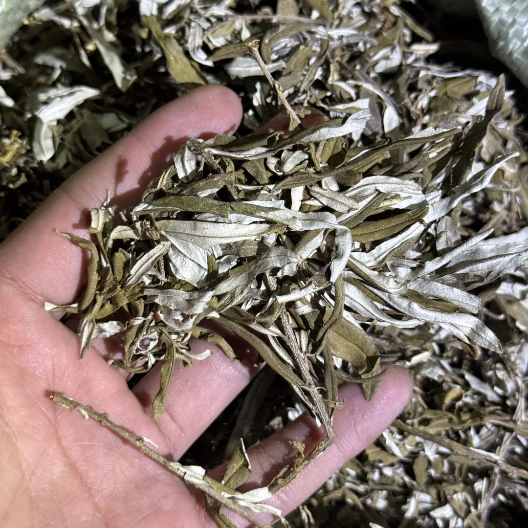 【寻滇山货】睡睡草茶泡水