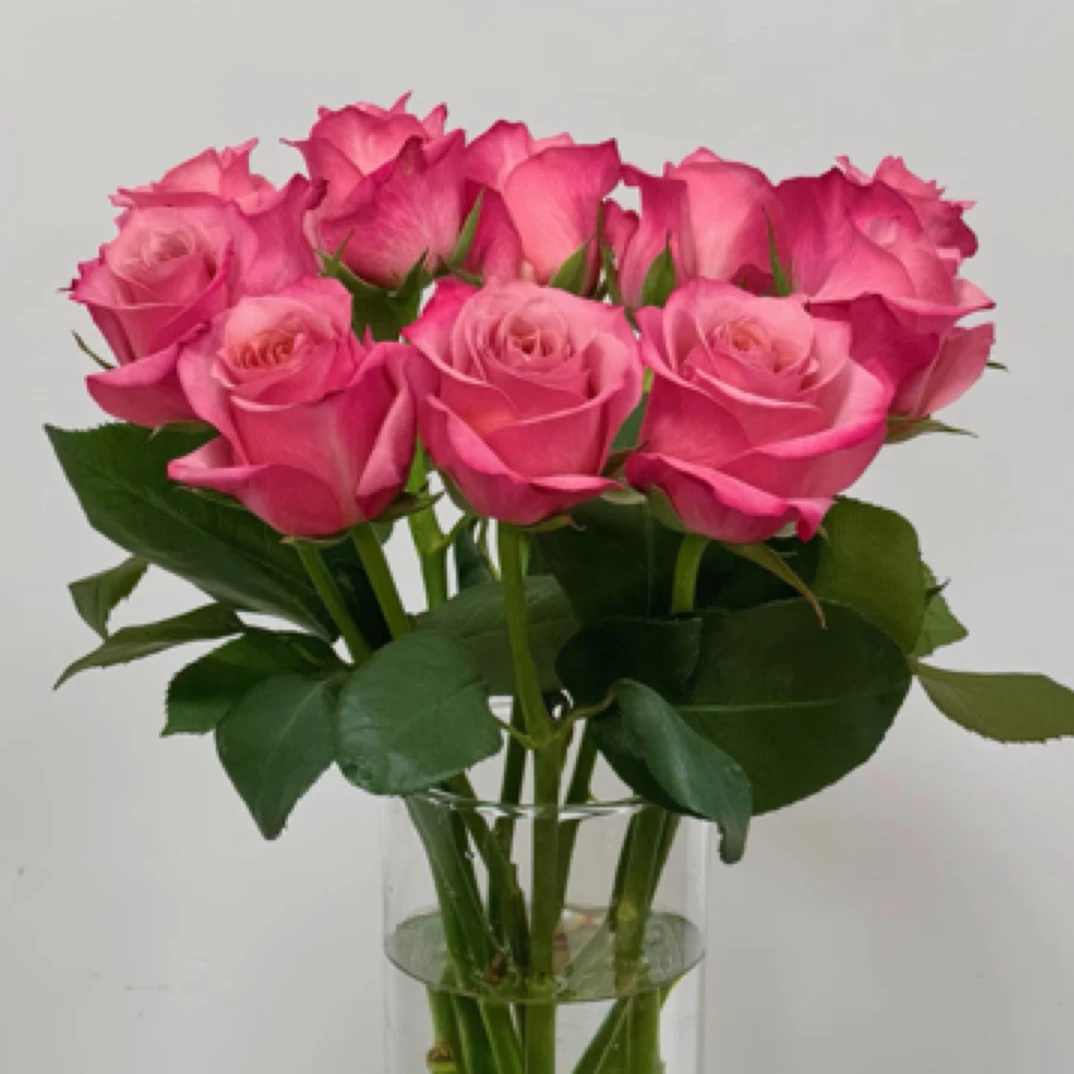 【花千花谷玫瑰】单桃玫瑰 一单中通包邮两单升级京东或顺丰