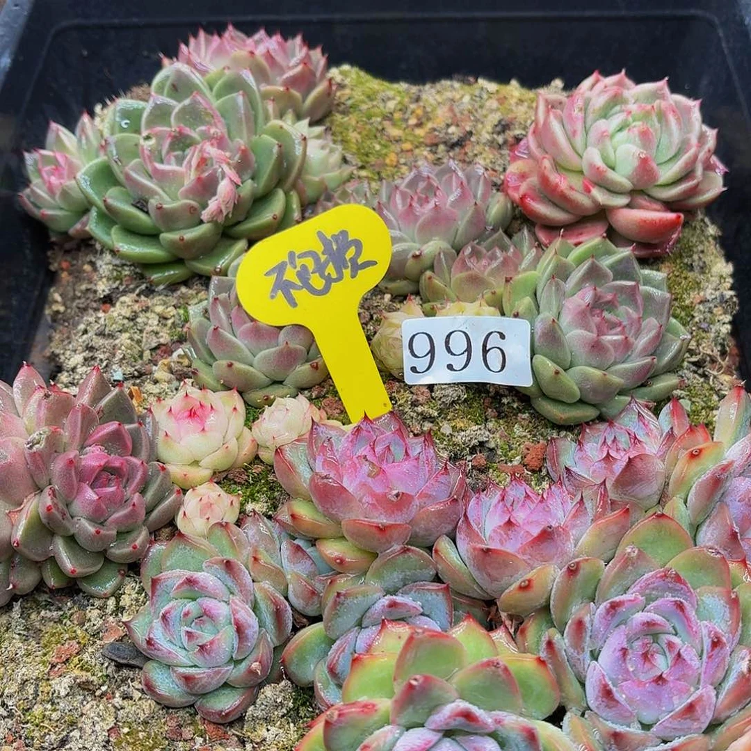 h***m多肉植物多肉植物996