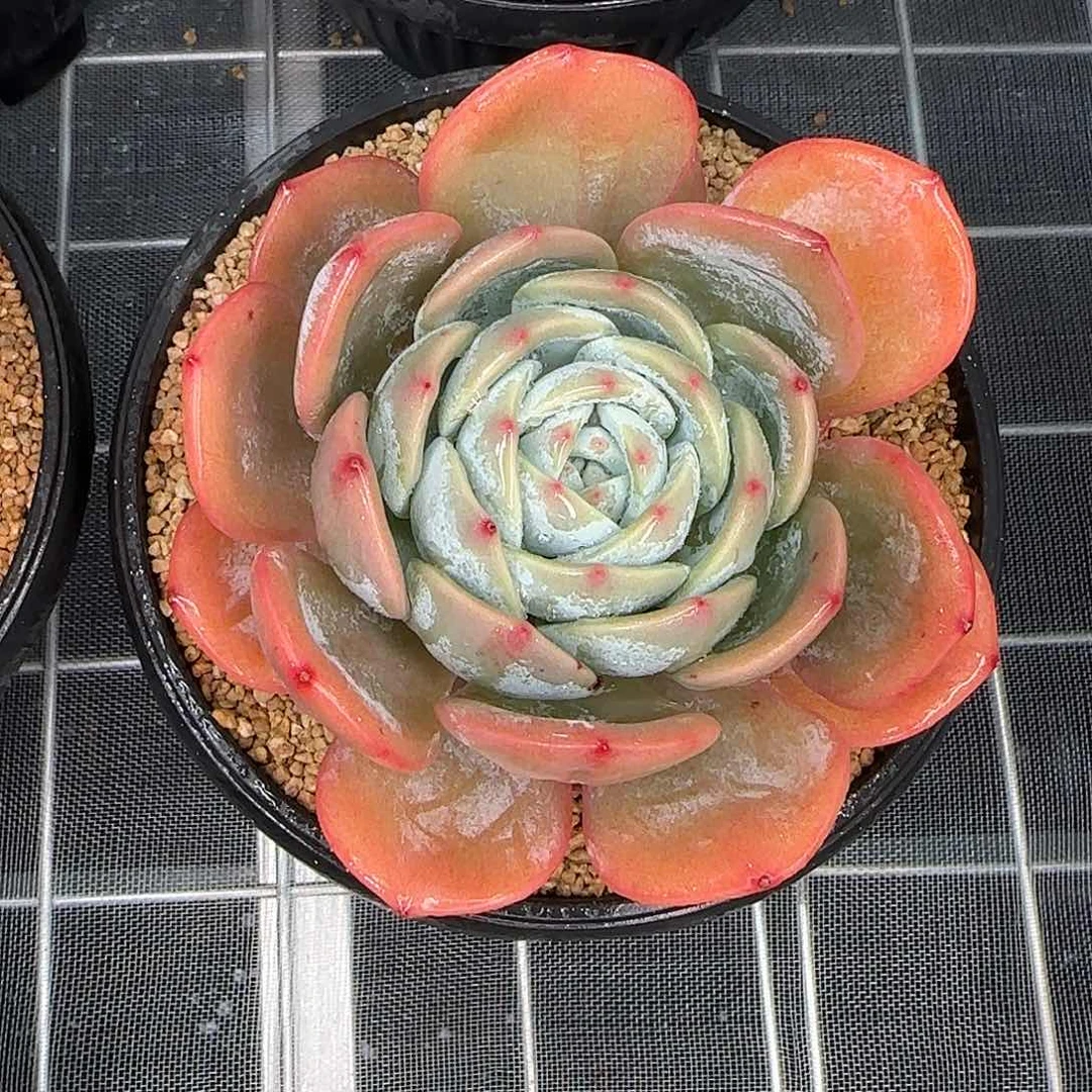 从前慢花园精选凤橙