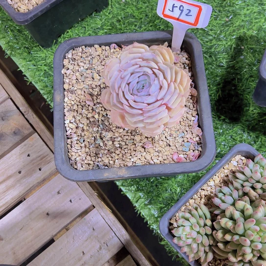 @****592露娜莲15。。。