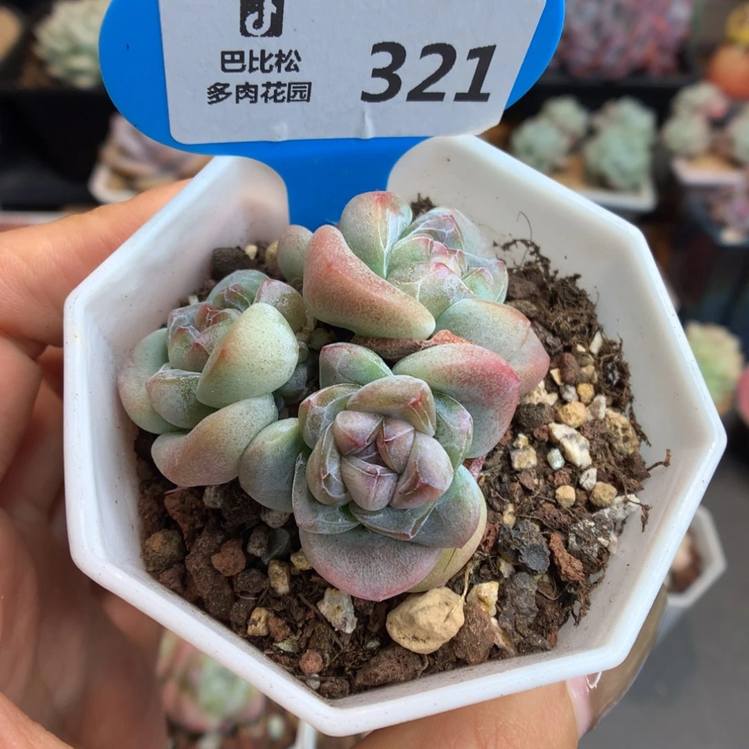 321翡翠冰玉多肉植物