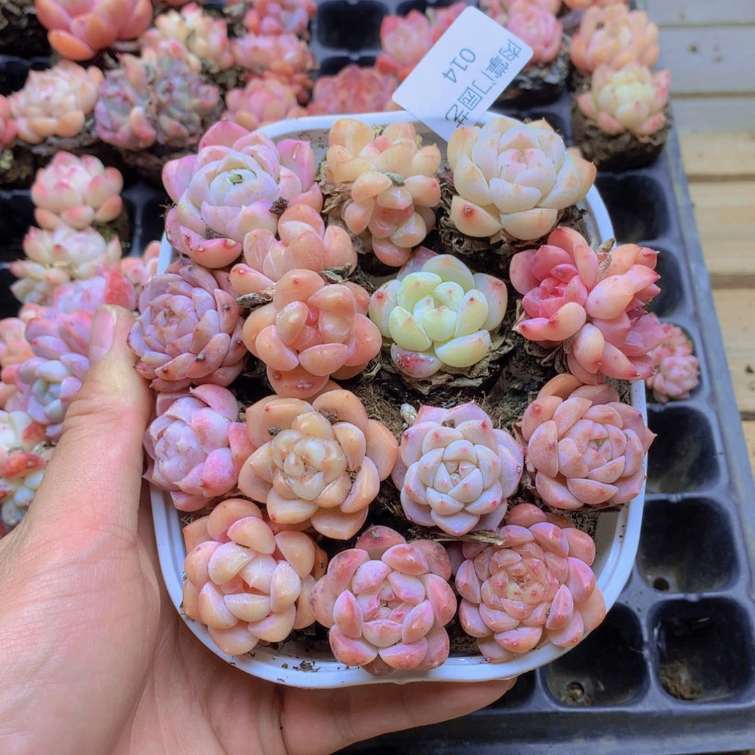 我要去看你了啊014