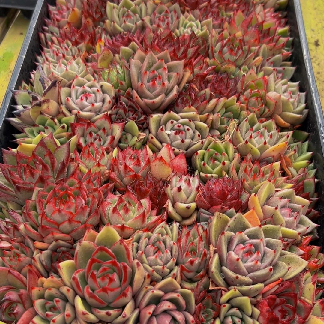 波***o129多肉葡萄的价格是多少啊