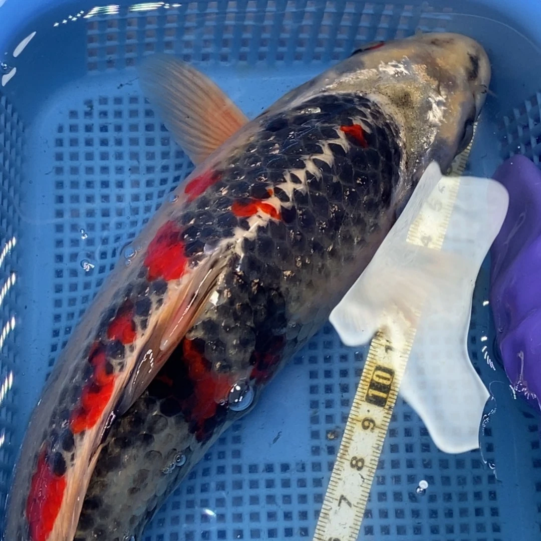 锦鲤冷水锦鲤包邮