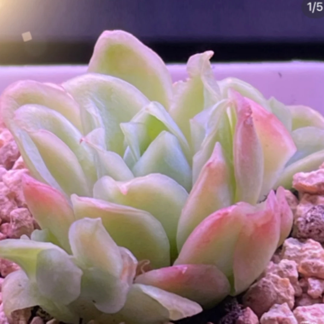 【满9.9包邮】玫瑰女王冰片锦4-5cm多肉植物以直播间展示为主