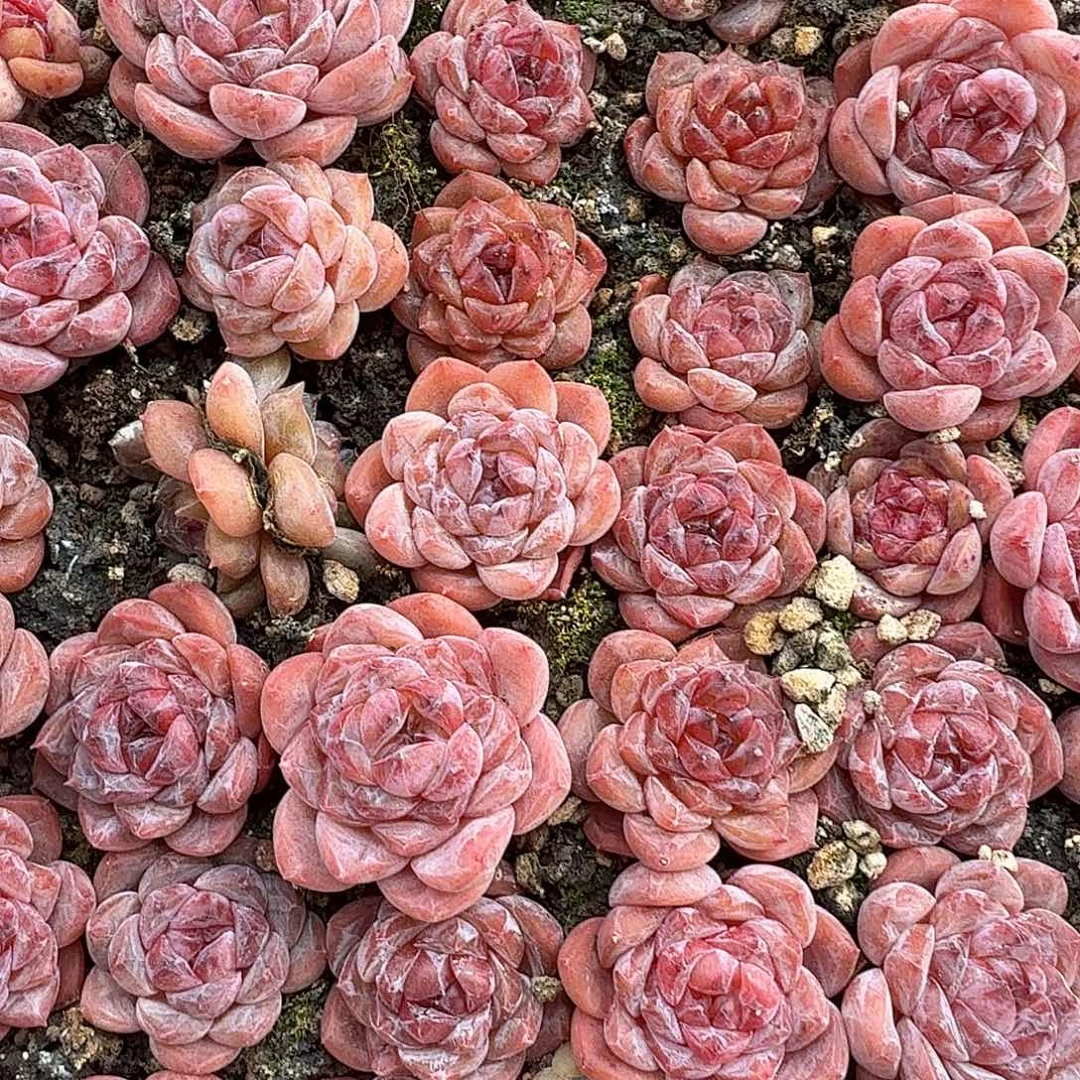 混合糖心多肉正方形切糕（量拍）