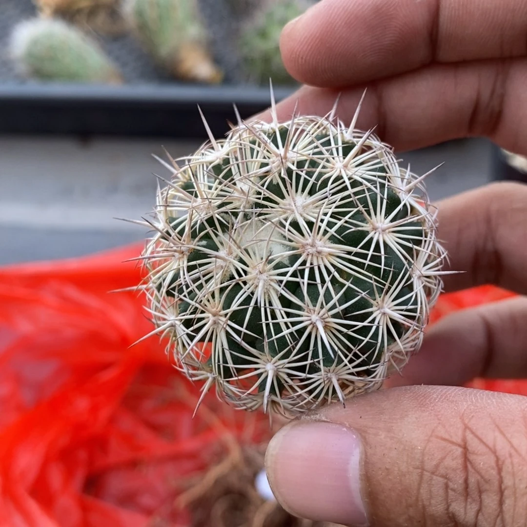 植播园艺顶花海胆