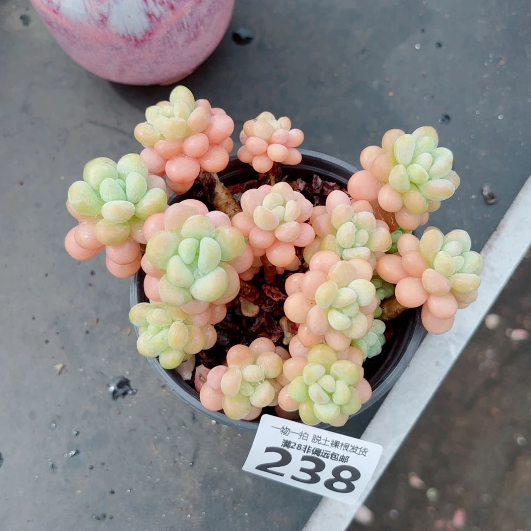 韩系洛可可老桩多肉多肉