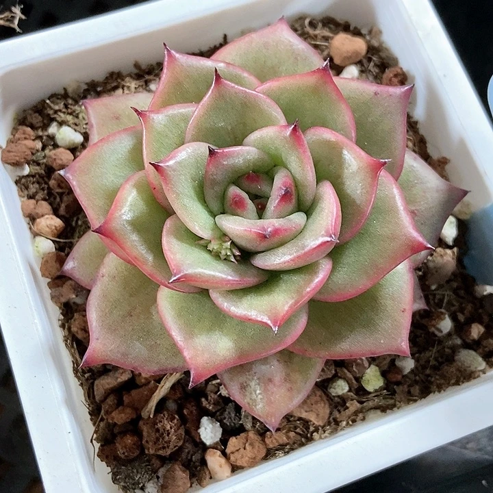 多肉植物蔷薇锦2152