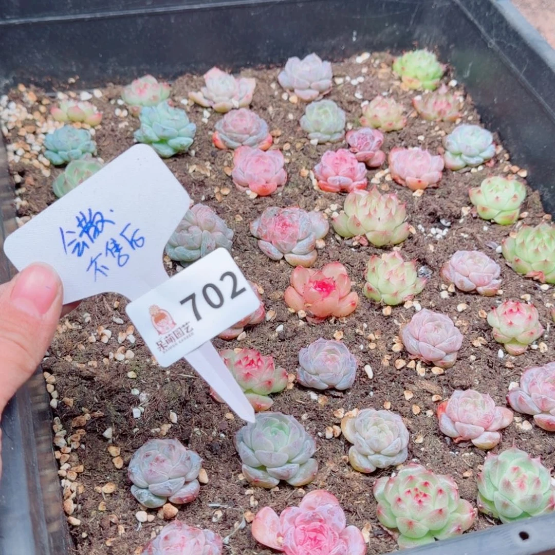 多肉植物多肉植物