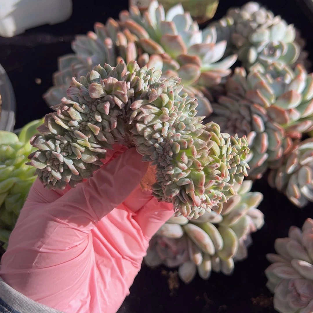 新年快乐 新年快乐 新年快乐