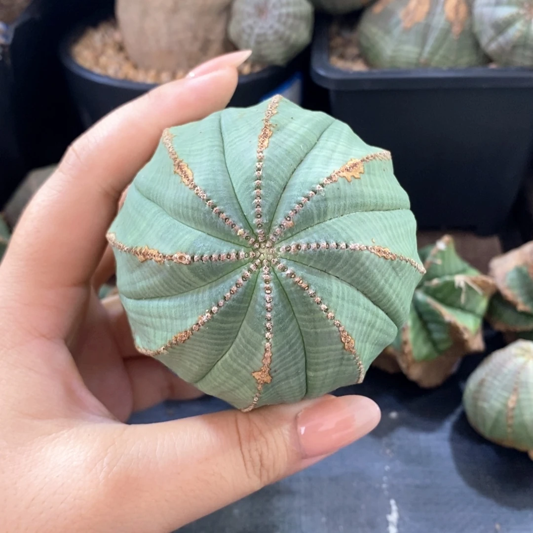 18欧系实生布纹球 一物一拍