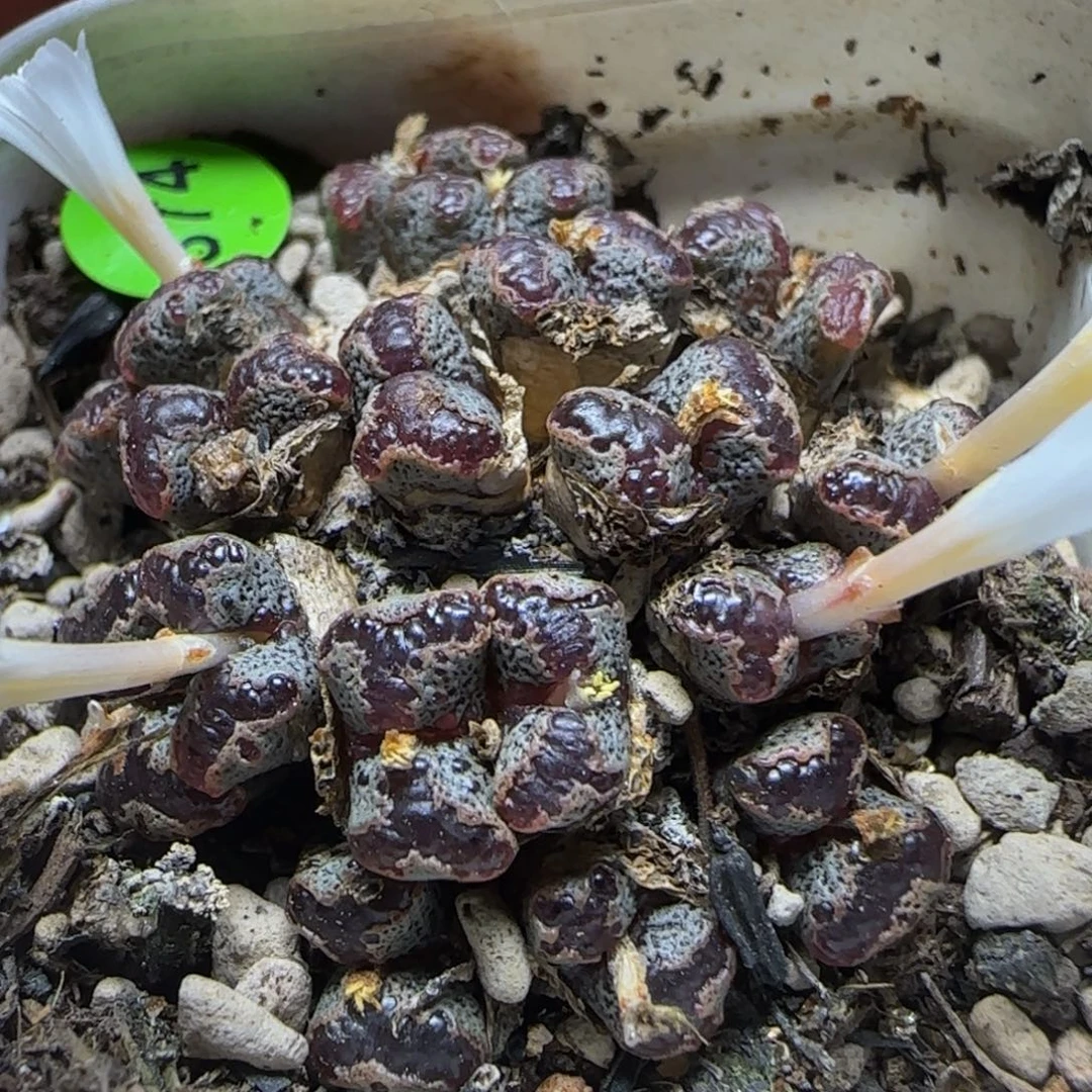 刘***a专拍漂亮多肉植物374