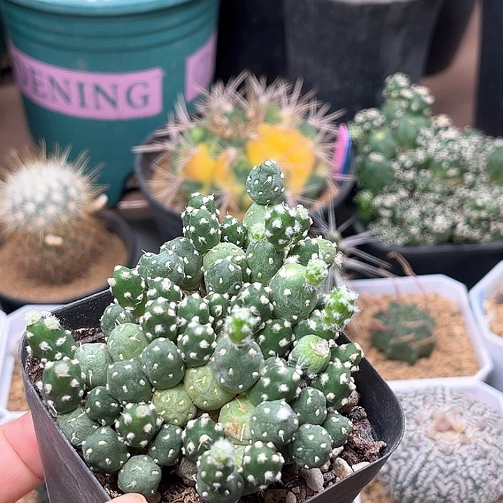 无花朵罗西安娜母本