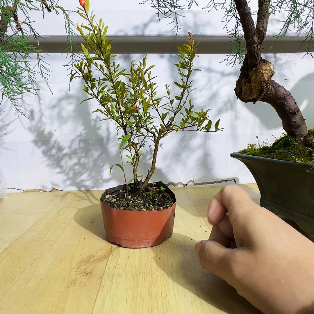 羽***尘无花朵三春柳柽柳的硅胶看恐龙