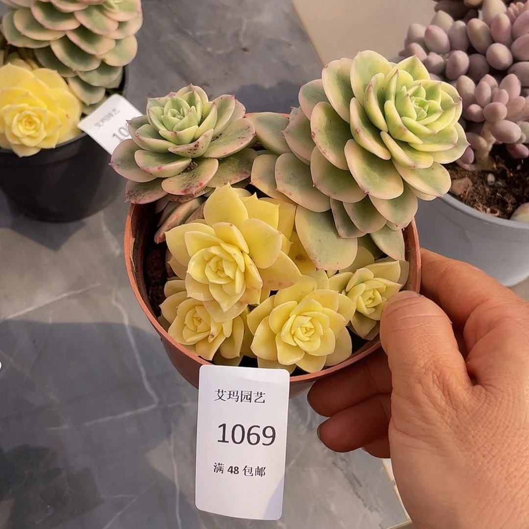 蜡牡丹锦069 多肉多肉多肉