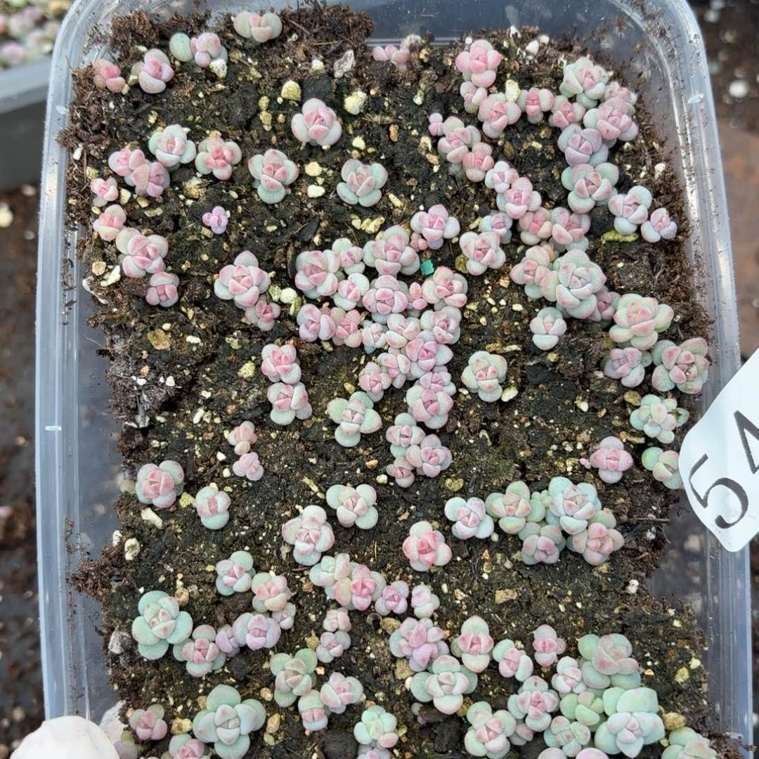 多肉植物多肉植物540