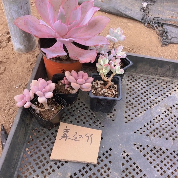 亲亲多肉。山东潍坊