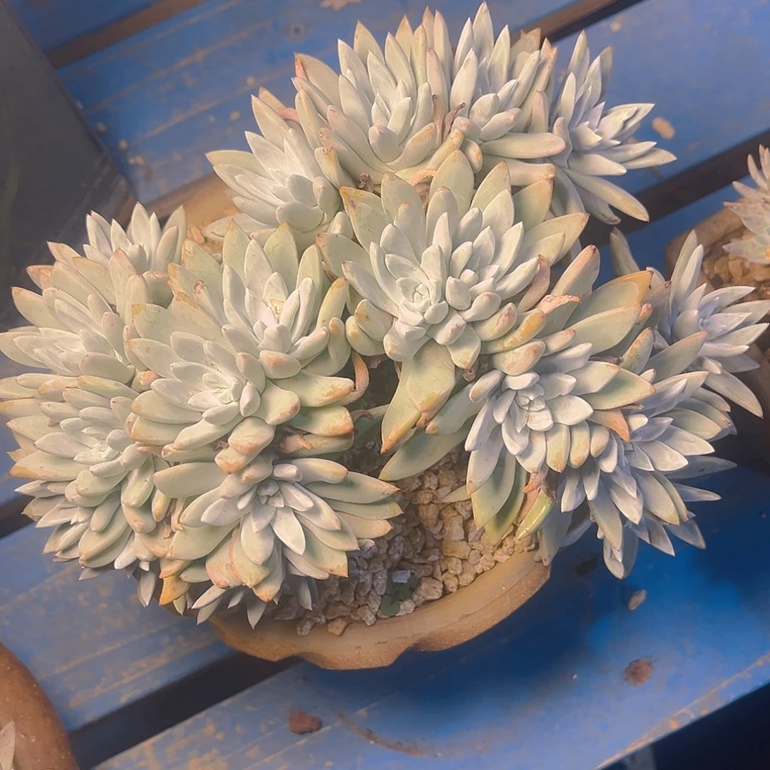 白姆大群多头老桩1235