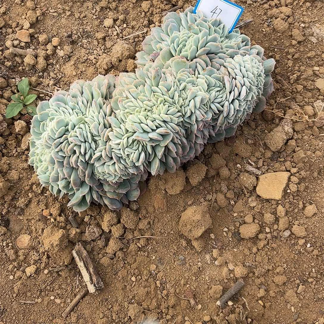 迎***翔47号月影缀化一物一拍