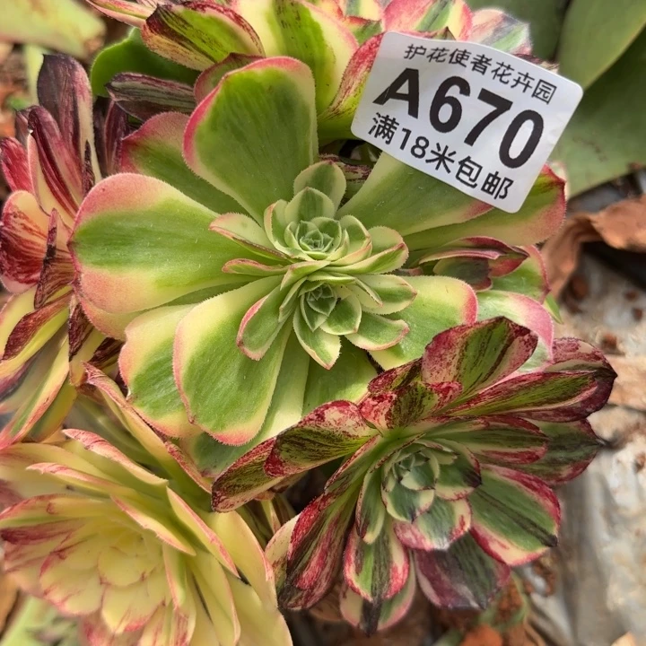 多肉法师淘宝福利