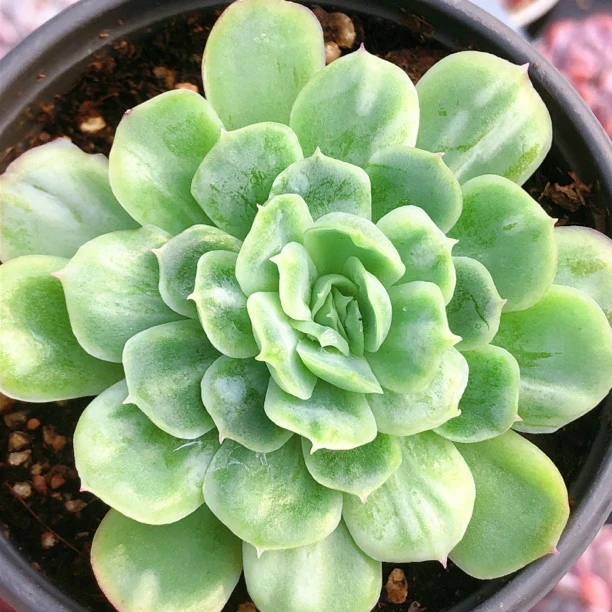 多肉植物   单头泡泡纱裙一颗（尺寸6-7左右）满28包邮除偏远