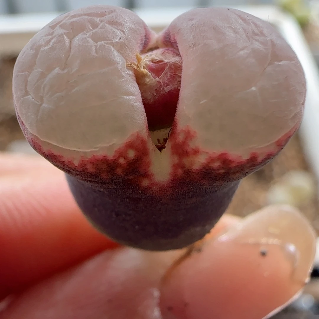 用****4精品自留爱心款风铃玉