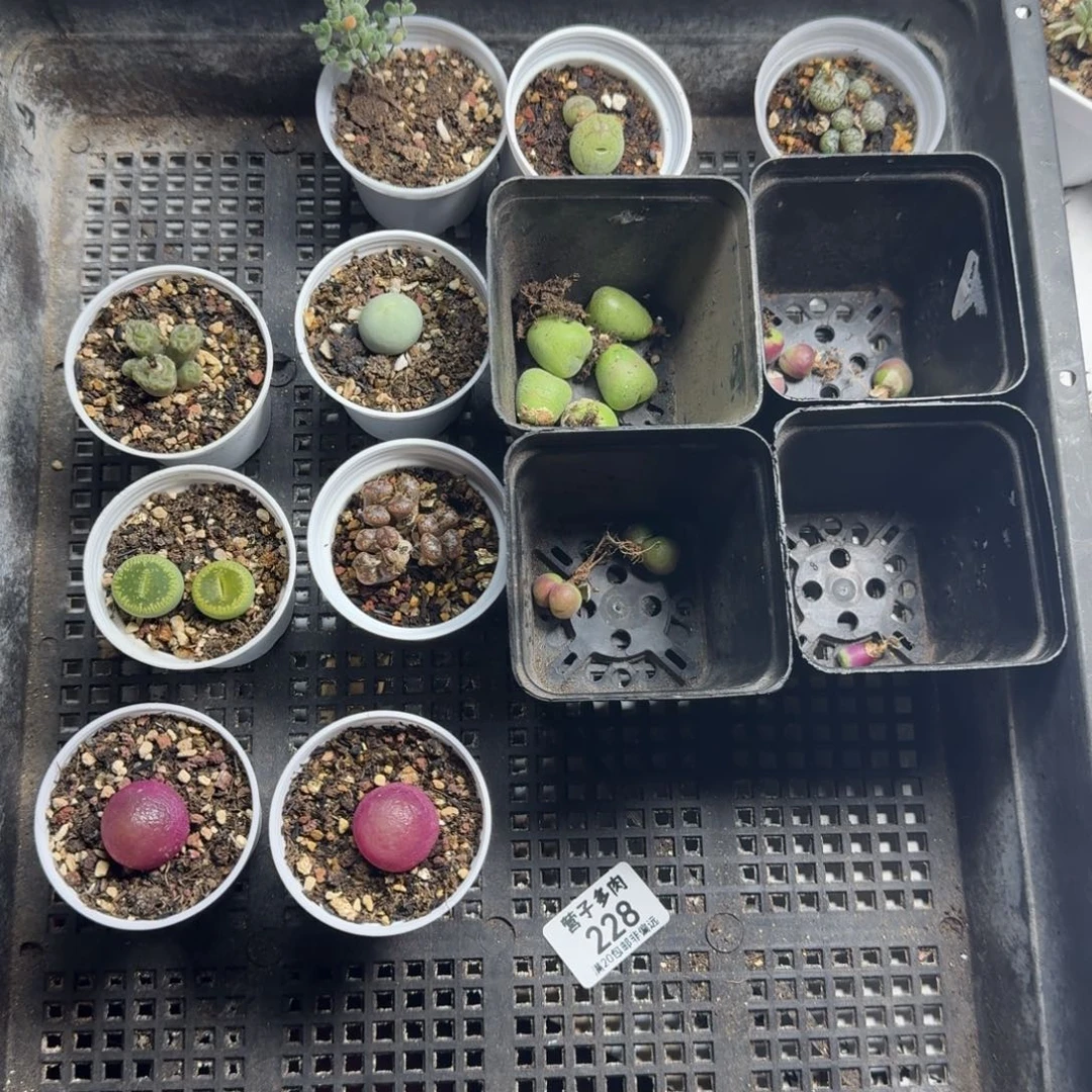 燕***子                         228