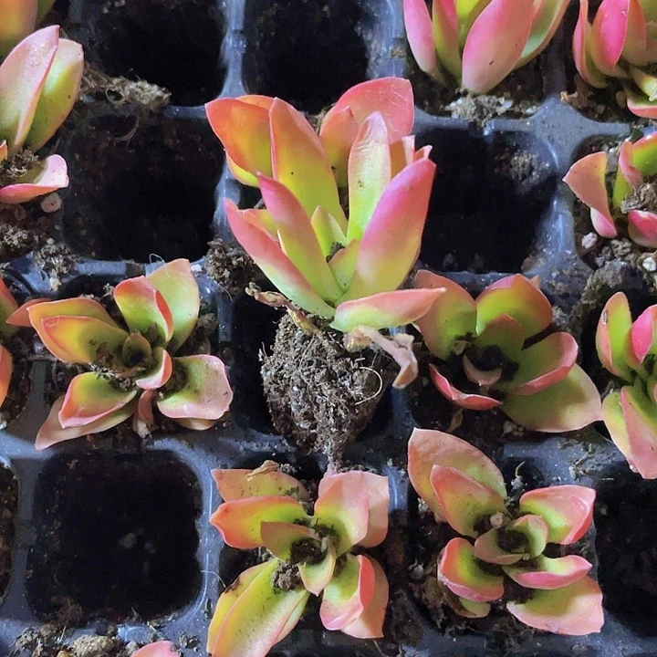 76精品火祭2米3颗