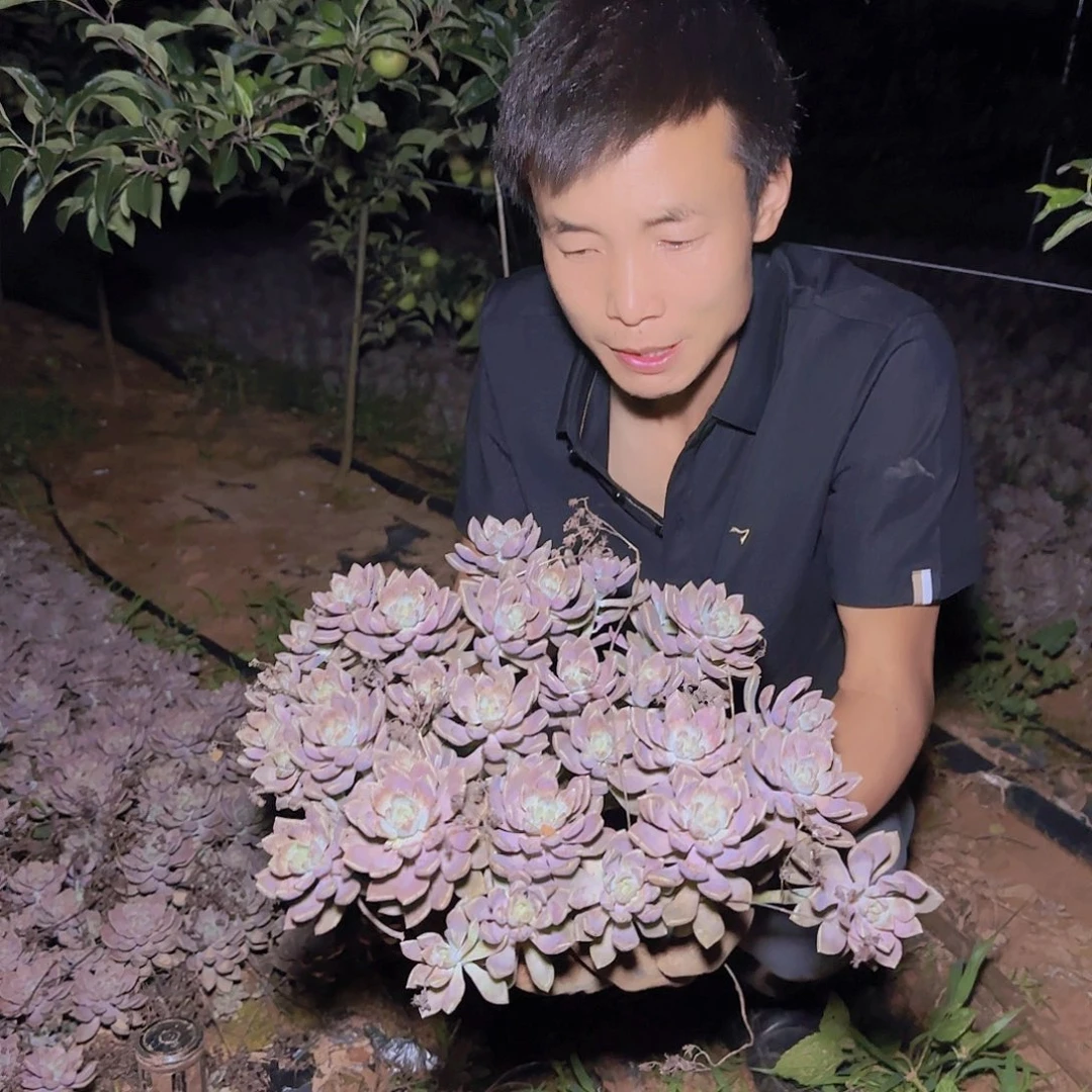 地栽阿伦陪多肉1颗