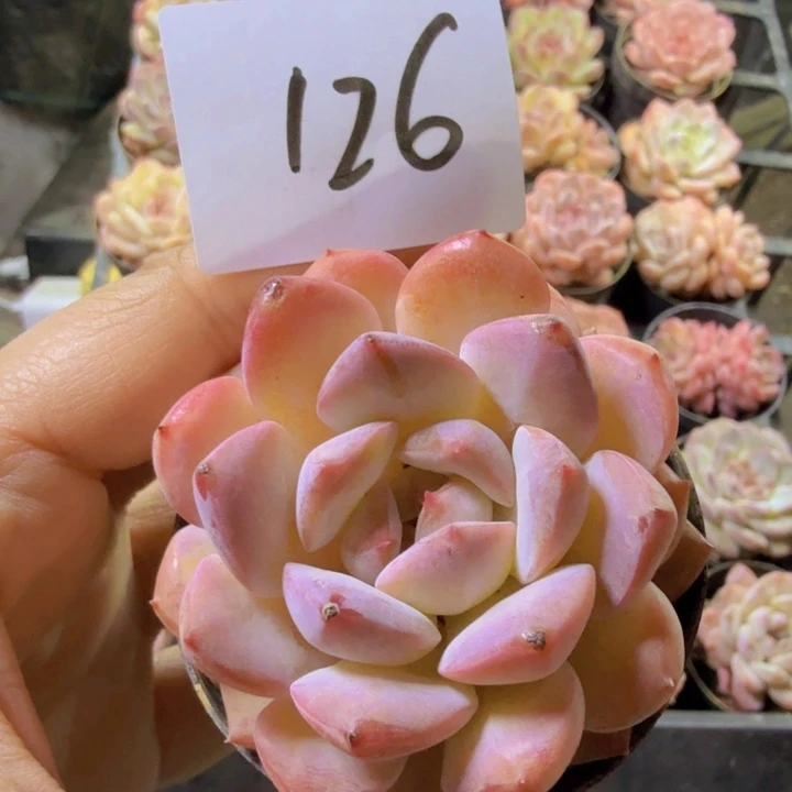 126.qqwwwwwwwwwwww