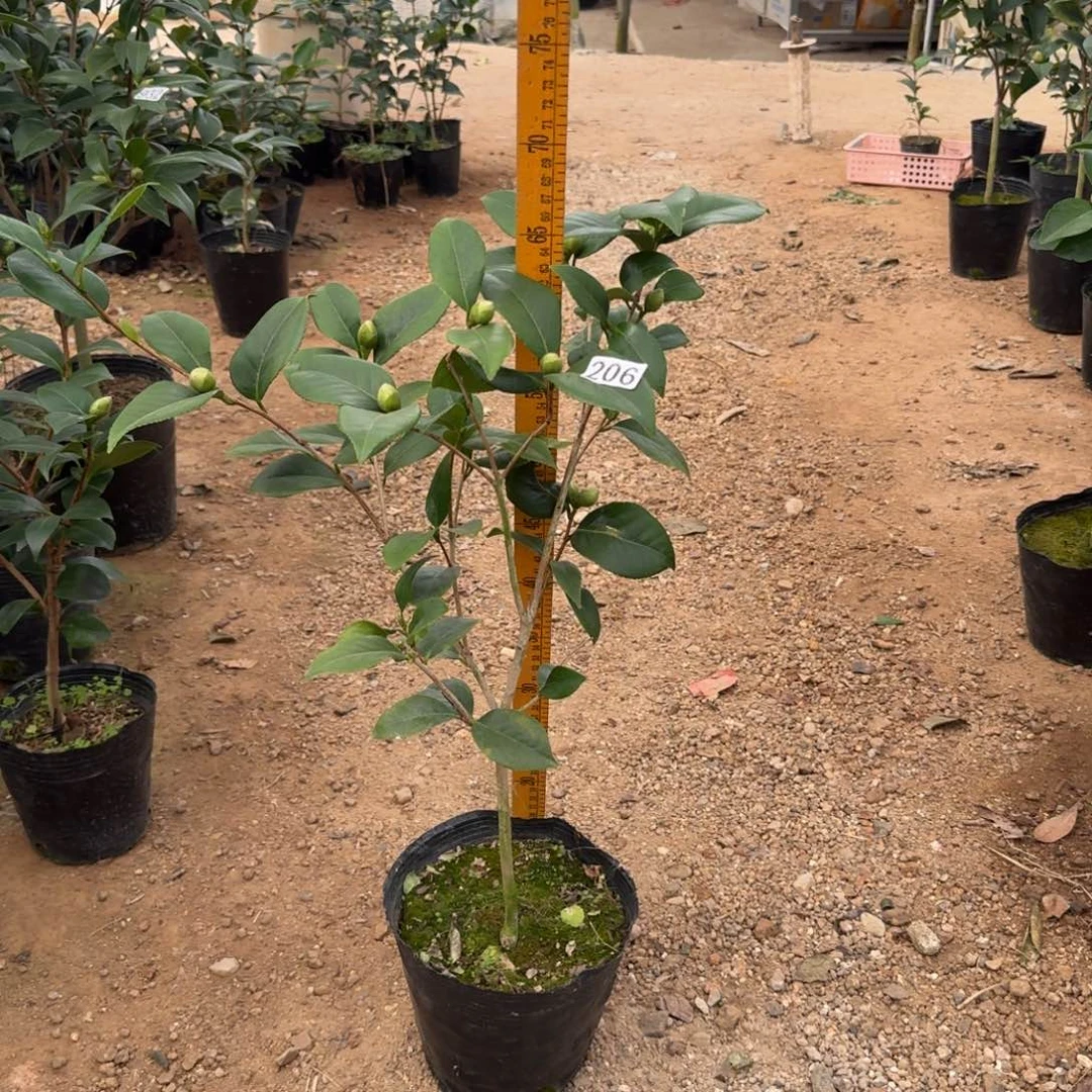 少量花朵（建议范围：2朵-5朵 或40%以下）206宫粉