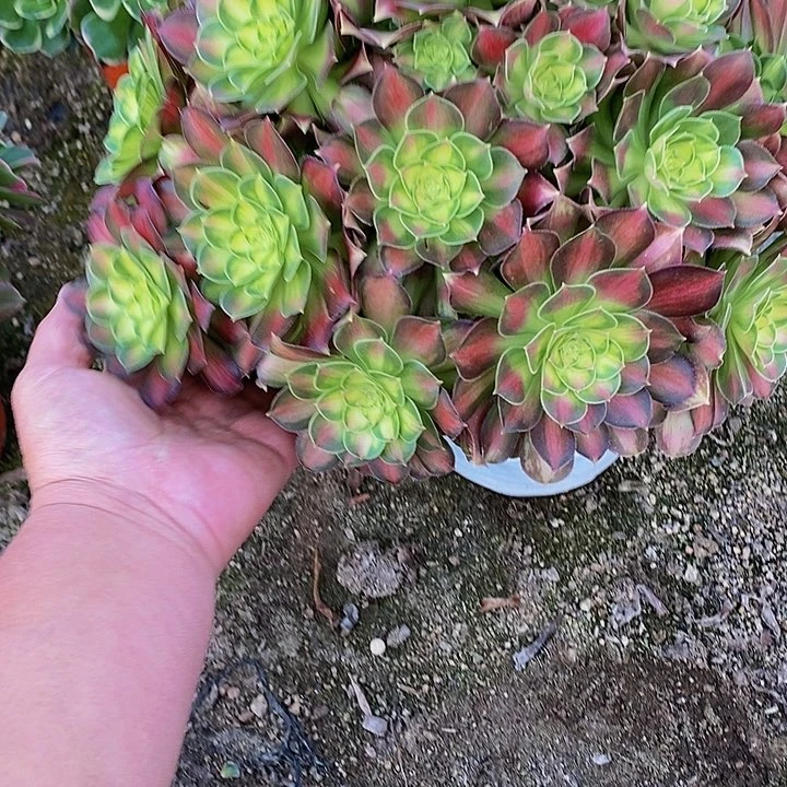 多肉韶华190多肉