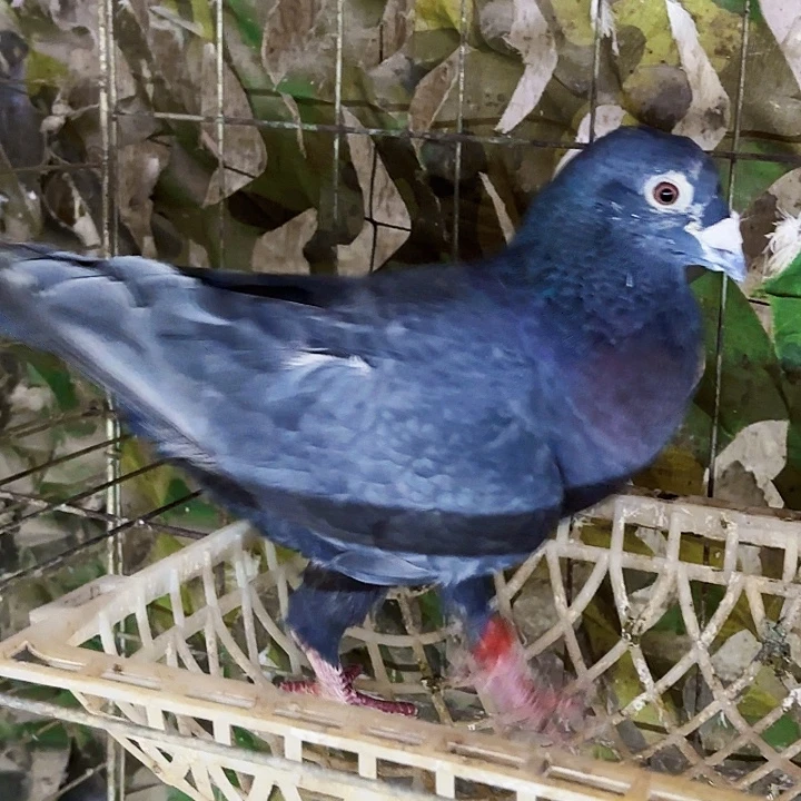 15天中国大陆蓝鱼鳞公鸽子一只