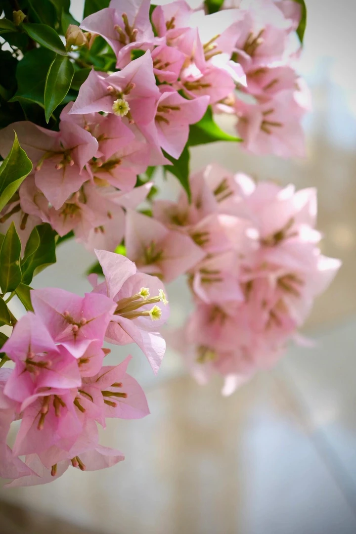 【粉天使】（终生包对版）三角梅盆栽庭院飘枝不带花（不包后期养护）