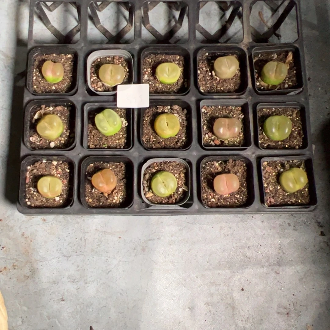 不***好10.19毛毛福利多肉植物555