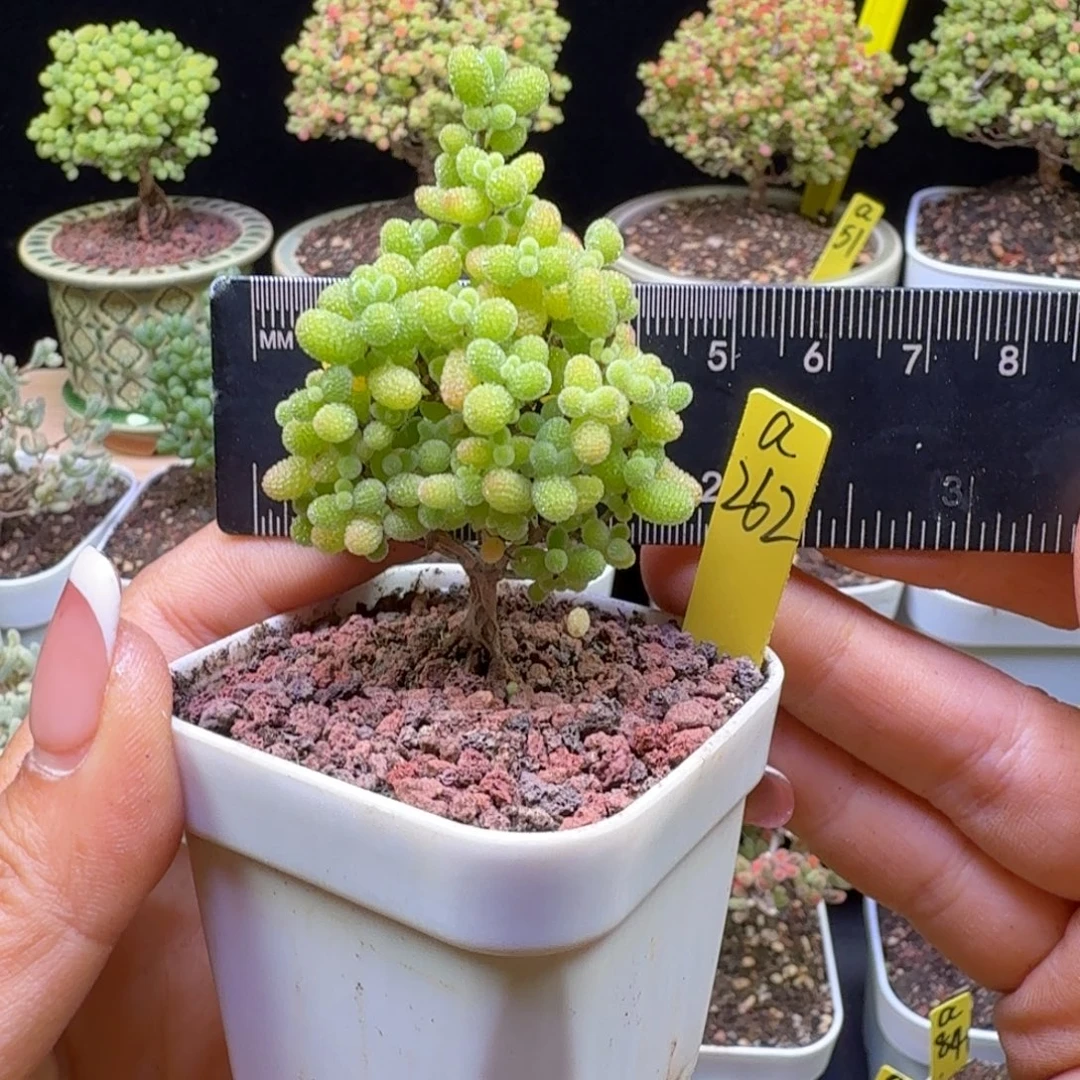 a262号橘子糖冠服4.5厘米左右