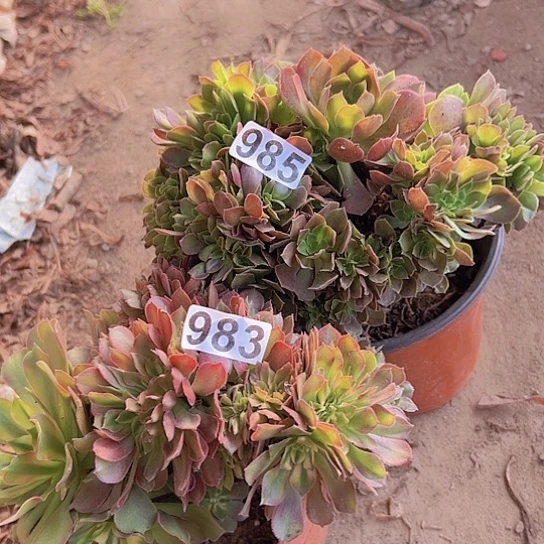 花***）多肉植物两个法师