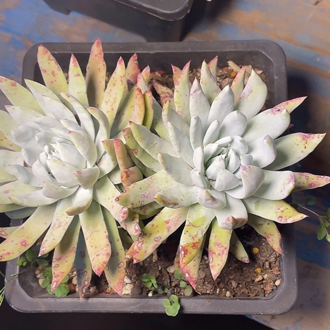 【闪购商品】阿金尼老庄